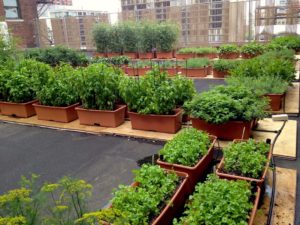 The rooftop garden at Hilton Chicago where herbs and produce are grown and promotes sustainability. Courtesy image