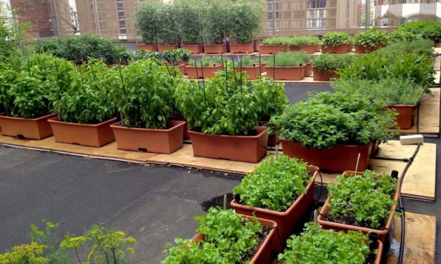 Business Hotels Embrace Green and Sustainable Options