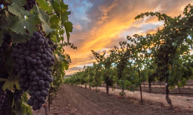 Napa Valley, California