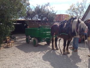 Horse Drawn Wagon at Baracca Toni Montoliu Outside Valencia, Spain
