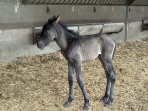 4-Day Old Spanish Stallion at Yeguada Cartuja Hierro del Bocado