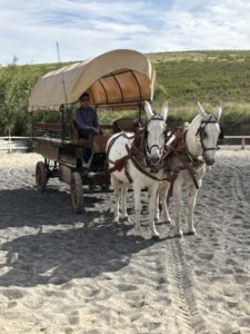 Getting a Scenic Ride of the Vineyards in Jerez Spain