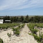 The Sherry Wines of Jerez, Spain