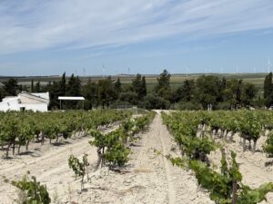 The Vineyards Of Viña Lorente & Barba In Macharnudo Alto, Where Mauricio Lorente Continues A Family Tradition Of Sherry Winemaking In Jerez, Spain