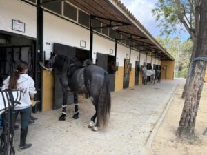 Yeguada Cartuja Hierro del Bocado Stallion Stables