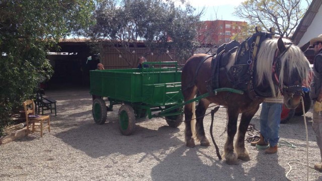 Horse Drawn Wagon at Baracca Toni Montoliu Outside Valencia, Spain