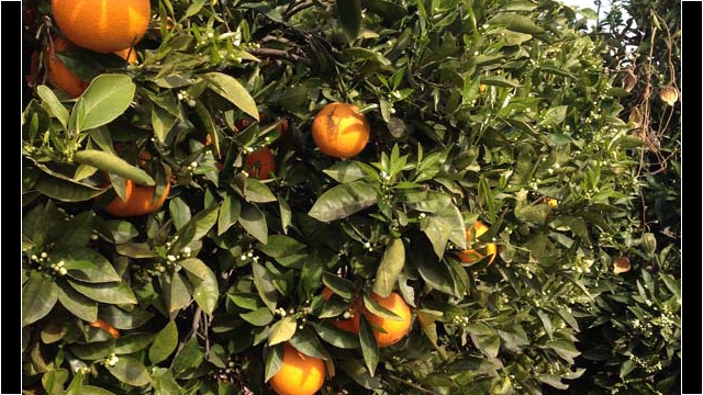 © Rob Hard 2016 Orange Orchard in Valencia, Spain