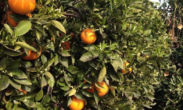 Orange Orchard in Valencia, Spain