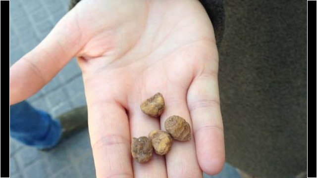 © Rob Hard 2016 Tiger Bean Used to Make Horchata