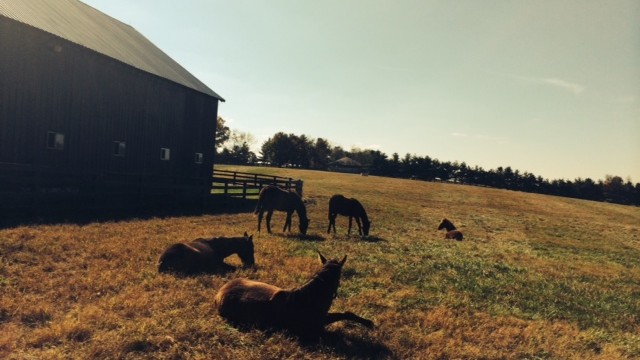 Horses at Danby Farms