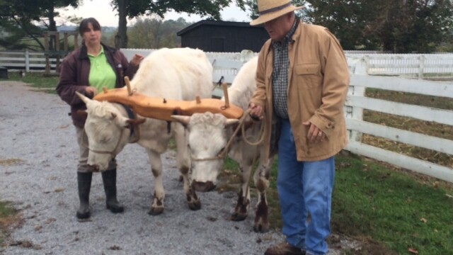 (c) Mira Temkin Oxen at Shaker Village