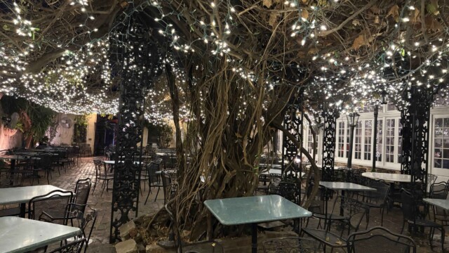 © 2025 Rob Hard Court of Two Sisters Wisteria Tree in Courtyard in New Orleans