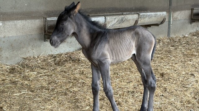4-Day Old Spanish Stallion at Yeguada Cartuja Hierro del Bocado