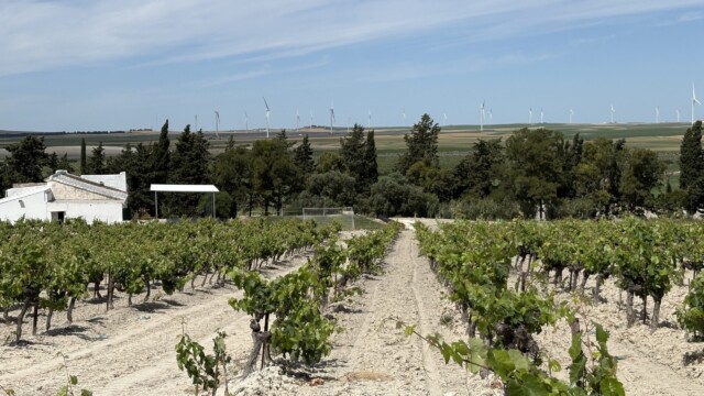 The Vineyards Of Viña Lorente & Barba In Macharnudo Alto, Where Mauricio Lorente Continues A Family Tradition Of Sherry Winemaking In Jerez, Spain